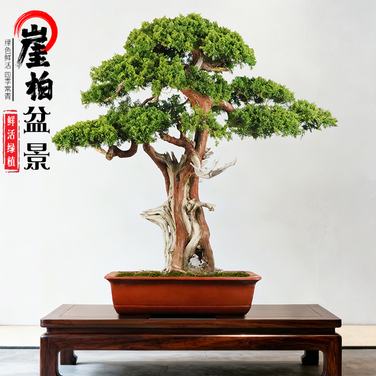 崖柏济州真柏盆景系鱼川迎客松