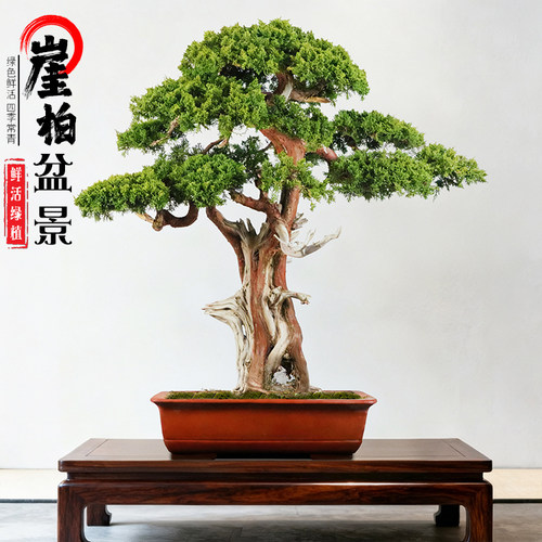 崖柏济州真柏盆景系鱼川迎客松