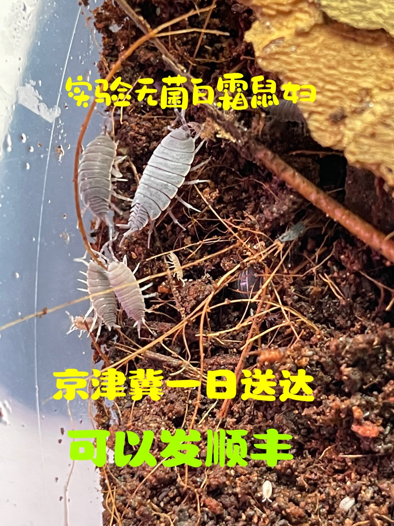 白霜活体西瓜虫鼠妇学生试验