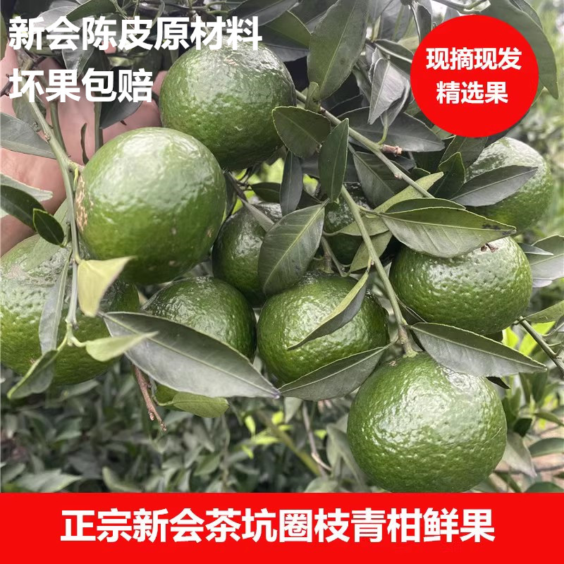 茶坑果农新会圈枝大青柑鲜果