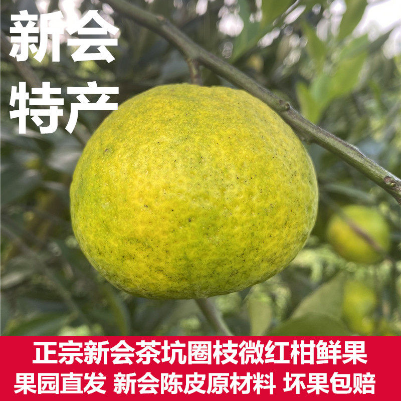 茶坑果农新会圈枝微二红柑鲜果