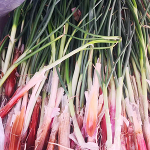 野生臭葱山野菜张家口