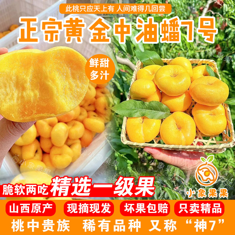 油蟠7号黄金蟠桃山西稀有蟠桃