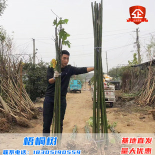 青桐树苗别墅院子风景树园林绿化苗木行道树庭院四季青铜树梧桐苗