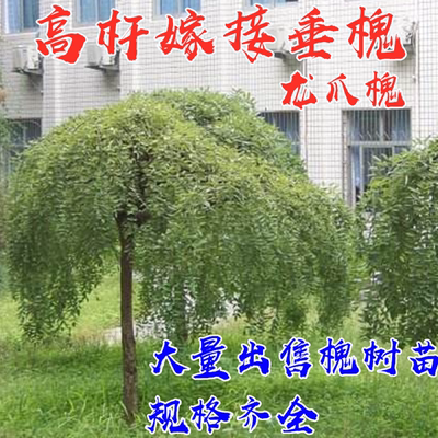 垂槐玖玖花卉龙爪槐落叶庭院绿化