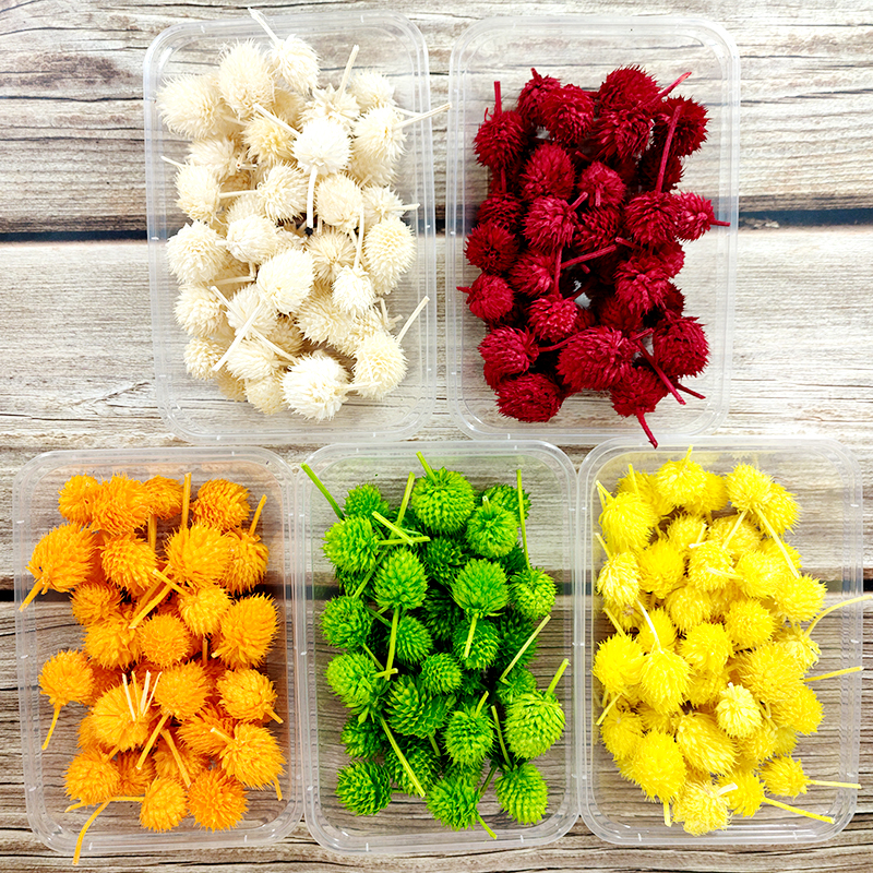 草莓果花头和尚头果实苔藓画配花