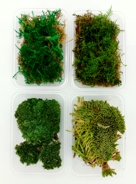 天然干青苔diy苔藓大羽藓白发藓