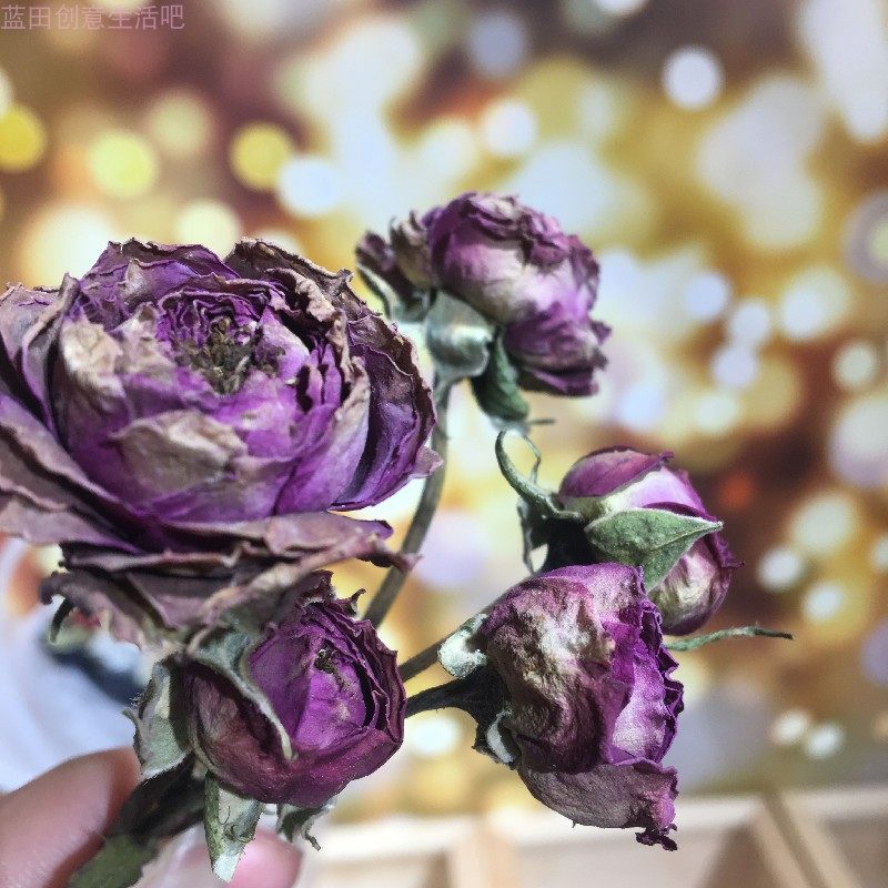 亲子手工真花公司团建相框画干花玻璃罩素材小玫瑰迷雾圆花苞紫色