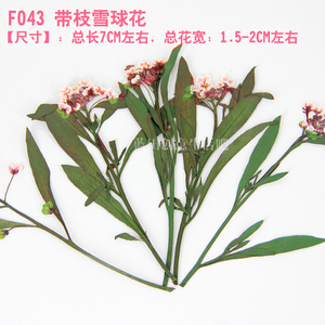 新品整枝压花干花押花包DIY香熏蜡烛蜡片花材AB滴胶手机壳雪球花