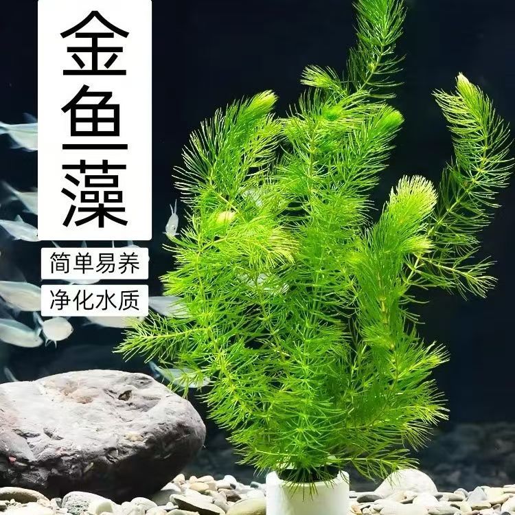 南郭良品耐寒水草绿植孔雀鱼金鱼藻造景懒人水族箱摆件增氧水培