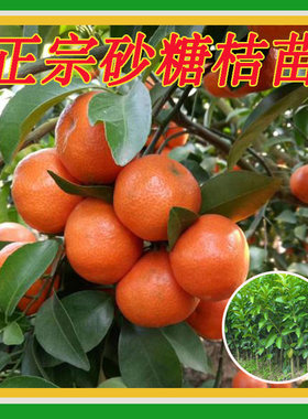 沙糖桔树苗正宗肇庆四会砂糖桔苗橘子嫁接果树苗南方种植盆栽包邮
