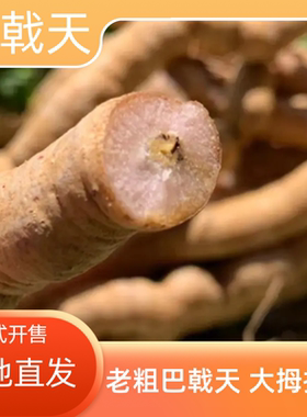 紫肉巴戟天新鲜现挖老粗凤眼根10年以上煲汤泡酒鲜巴戟