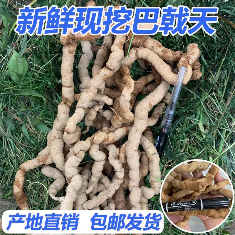 新鲜现挖巴戟天500克 巴戟天 鸡肠风 凤眼根 肇庆高要产地直销