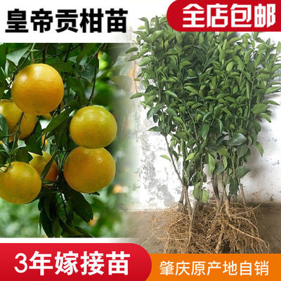 德庆贡柑苗皇帝柑苗嫁接果树苗广东德庆贡柑苗皇帝柑树苗包邮