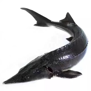 鲟鳇鱼江水养殖鲟龙鱼七里腹子鲟鱼无刺鳇鱼鲜活发出6-22斤包邮