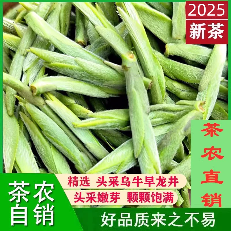 2025新茶头春头采龙井高山乌牛早