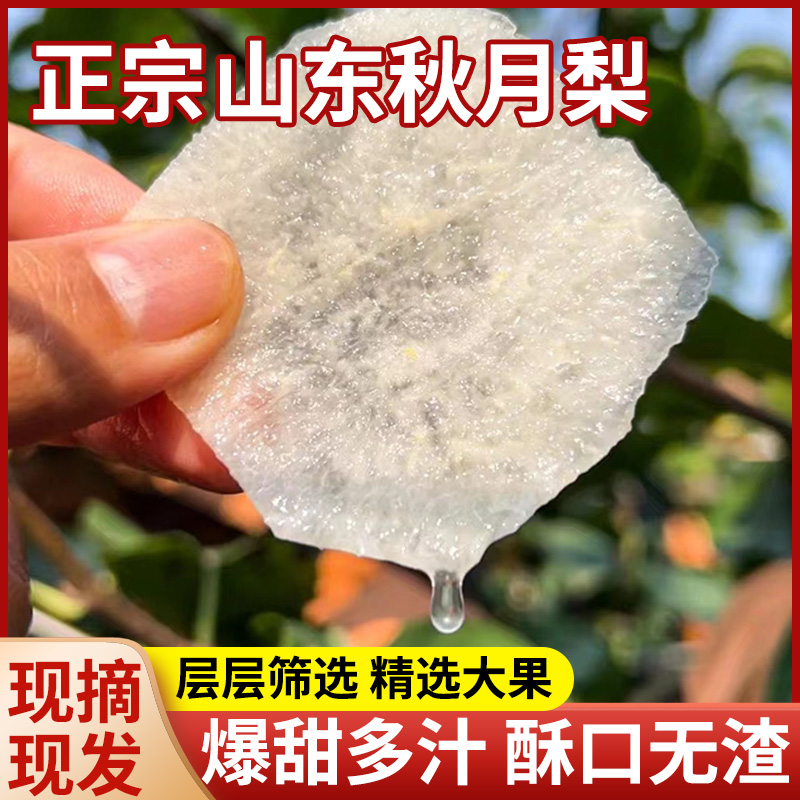 正宗山东秋月梨整箱当季现摘新鲜羊脂梨子5斤莱阳水果梨礼盒