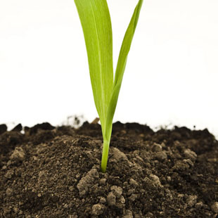 男士香水 独立包装 泥土/凡尘  气味 香味图书馆demeter香水 2ml