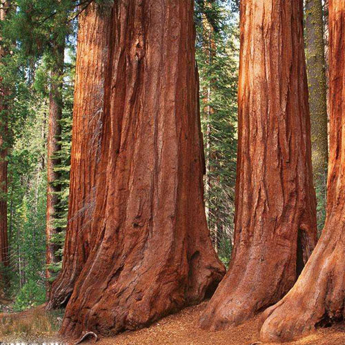 巨杉 好闻得抠脚 香味图书馆demeter香水 男香女香 香水 2ml