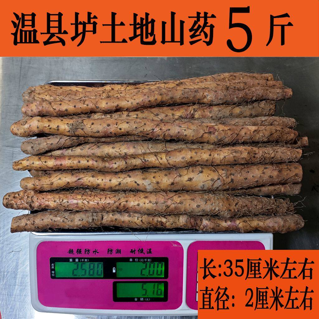温县垆土地铁棍山药软糯有药性