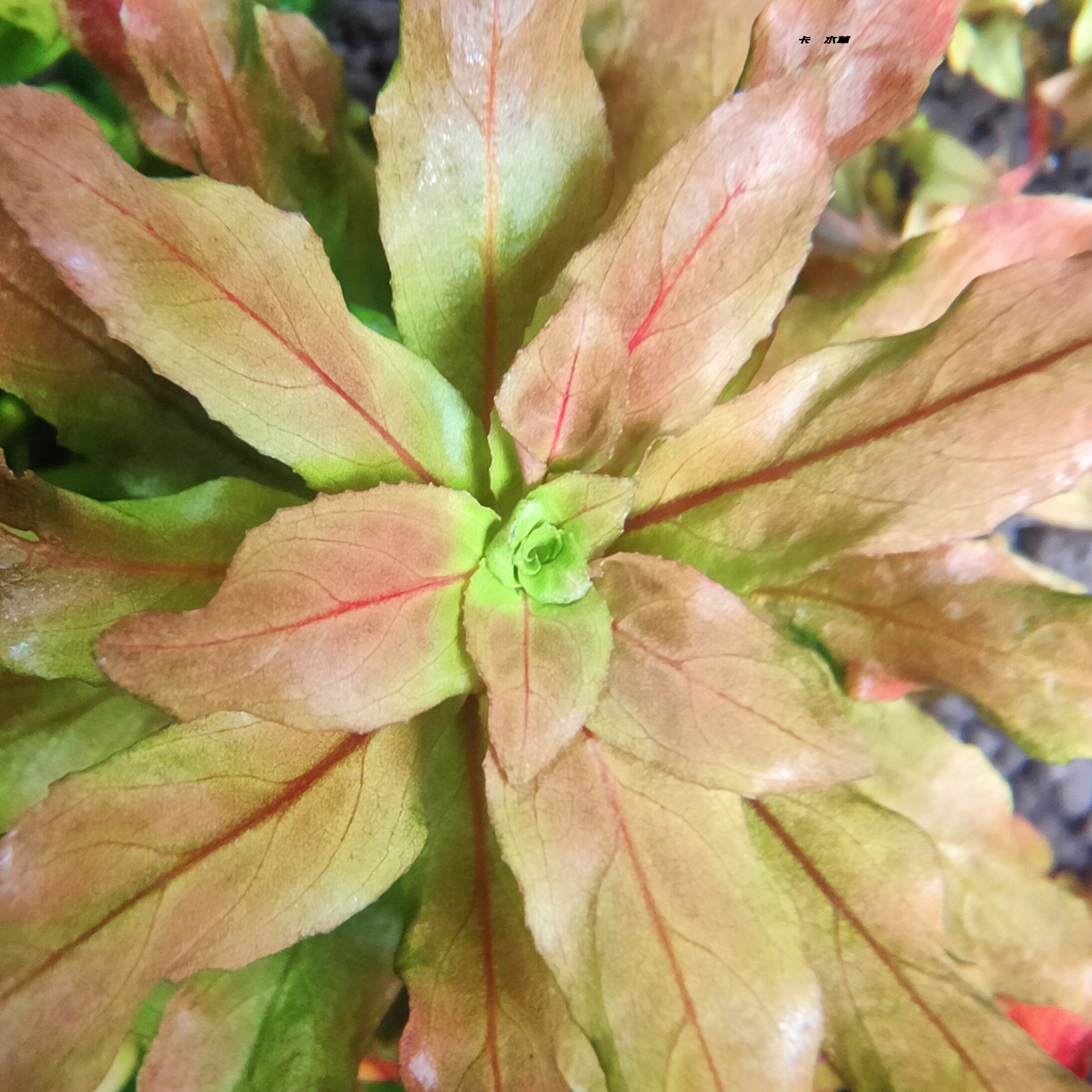 北美丁香水草 水下叶淡水中后景厂家直销全场满68元顺丰空运包邮