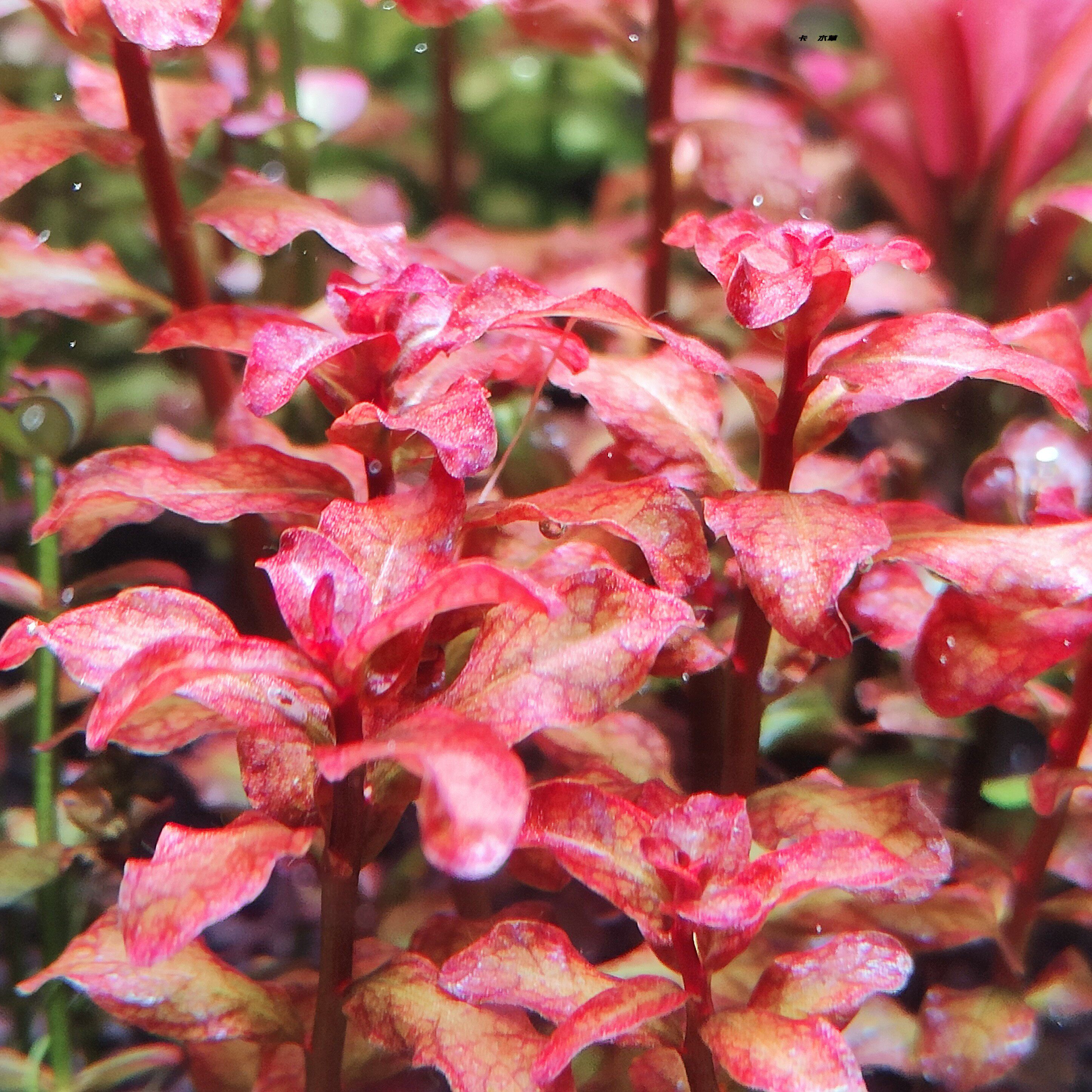 红唇丁香 水下叶 中后景草阳性草草厂直销全场满68顺丰空运包邮