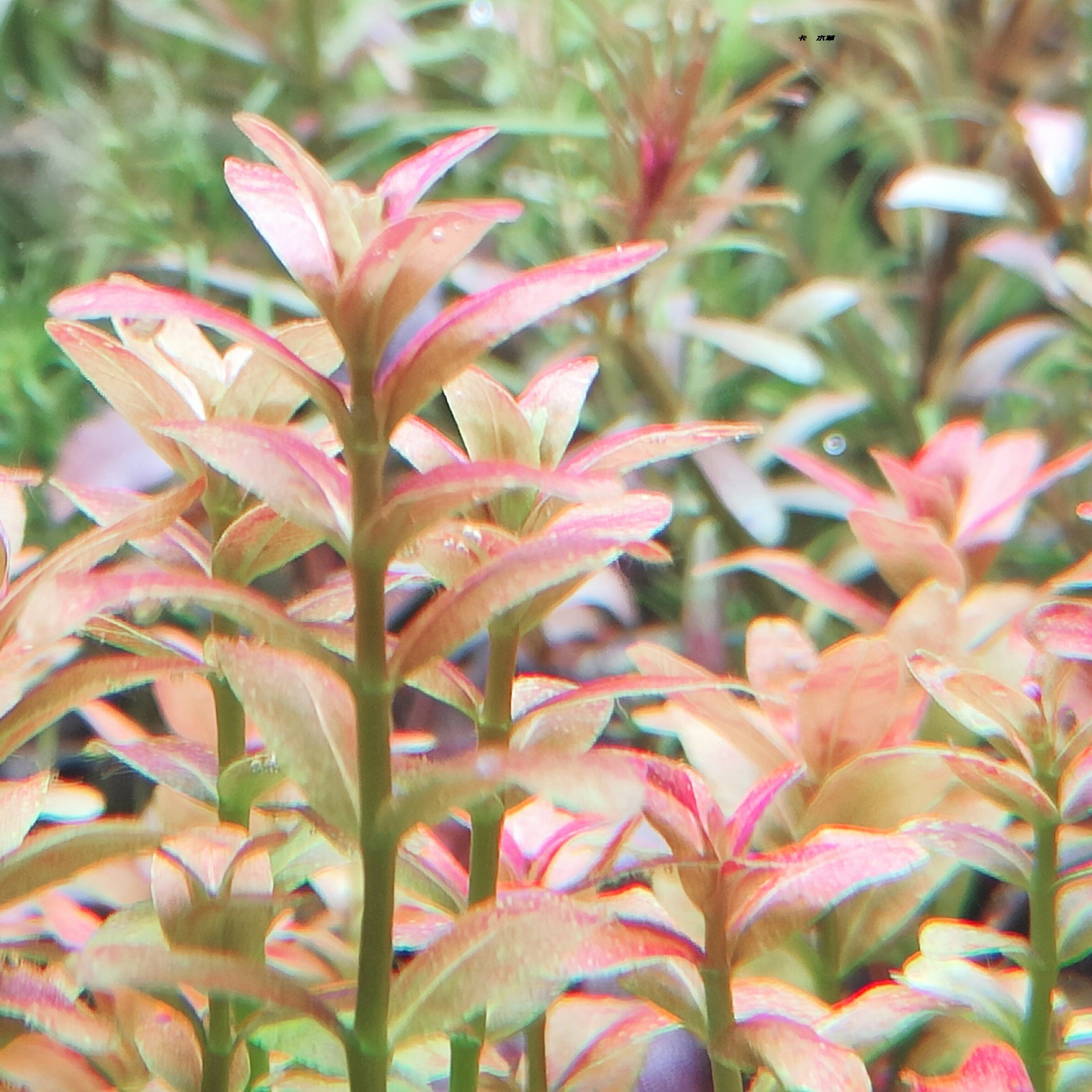 南美小圆叶 水下叶中后景草缸精品水草全场满68元顺丰空运包邮