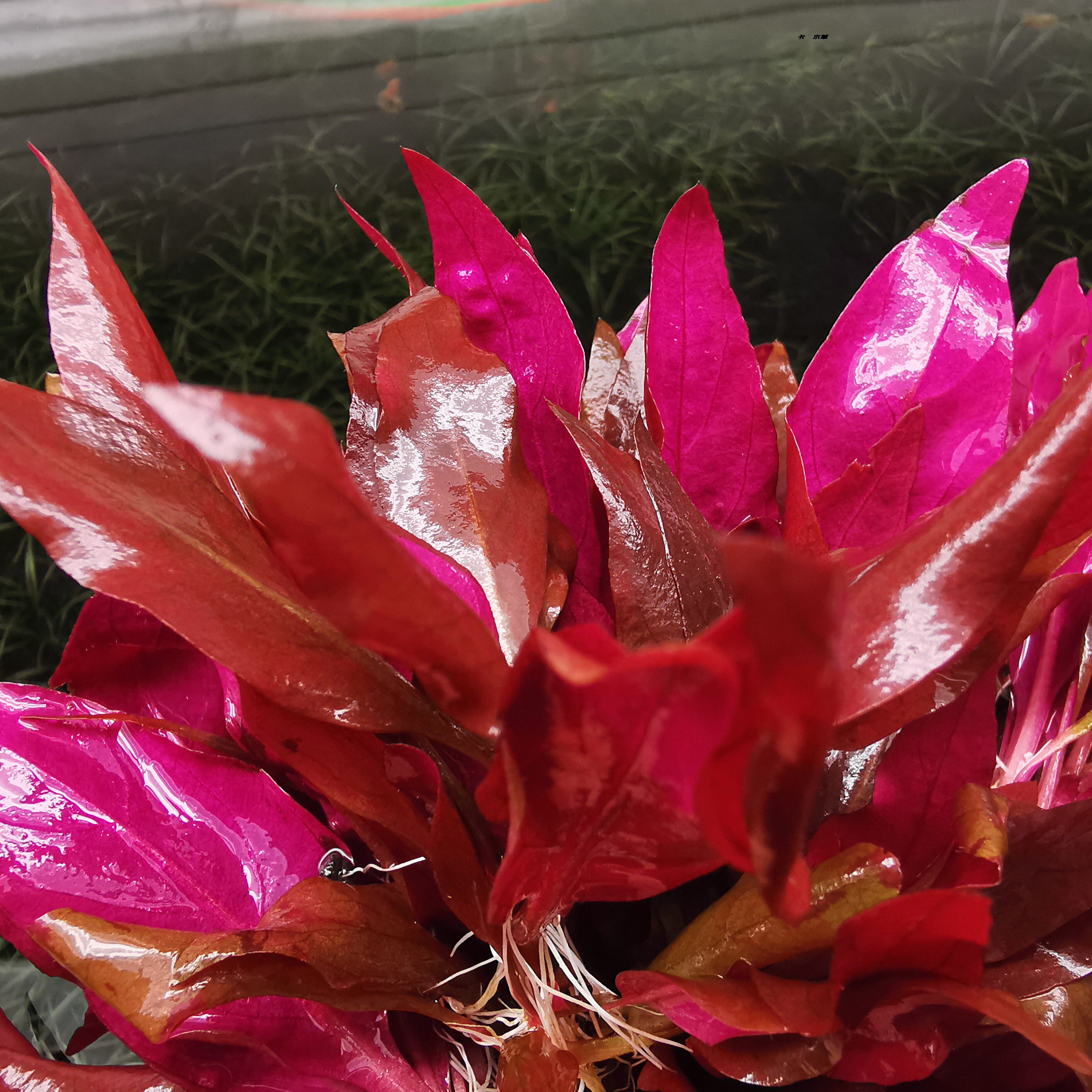 丹麦大叶红玫瑰 水下叶 中后景草阳性草草厂直销全场满68顺丰空运