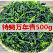 万年青菜干低脂脱水蔬菜干500g 包邮 青菜干橄榄菜干货嫩菜心野菜干