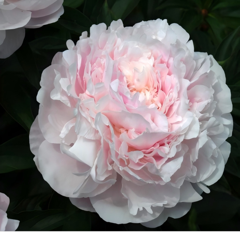 【进口中端芍药】高端花苗莎拉欧文斯菏泽芍药种苗庭院阳台