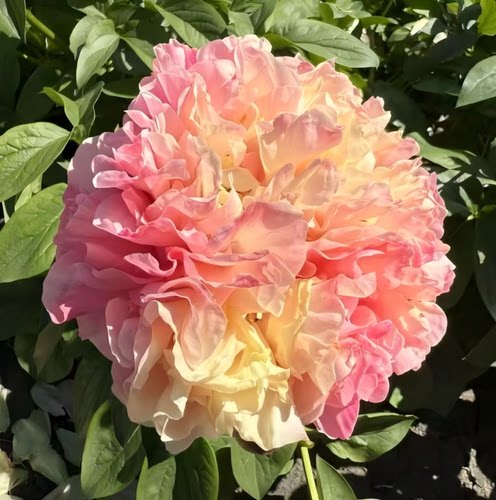 【进口高端芍药】高端花苗莎拉欧文斯菏泽芍药种苗庭院阳台