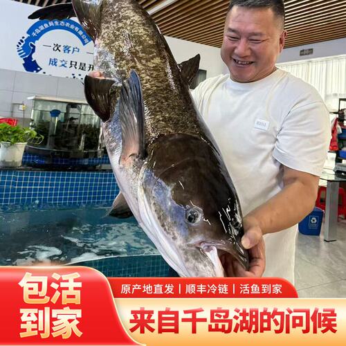 正宗千岛湖淳牌有机鱼活鱼/现宰包邮
