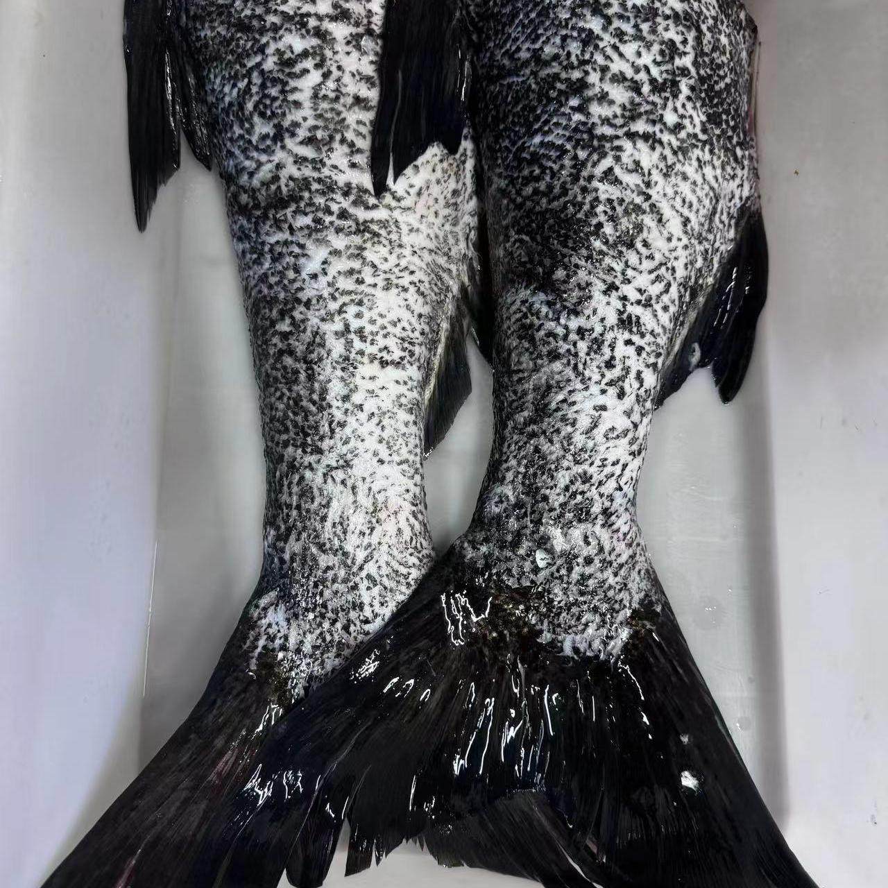 千岛湖有机新鲜现杀胖头鱼