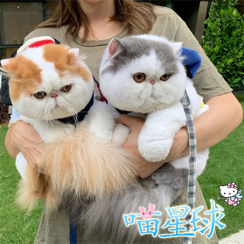 纯种加菲猫幼崽大脸波斯猫活体异国短毛猫咪活物可爱包子脸宠物猫