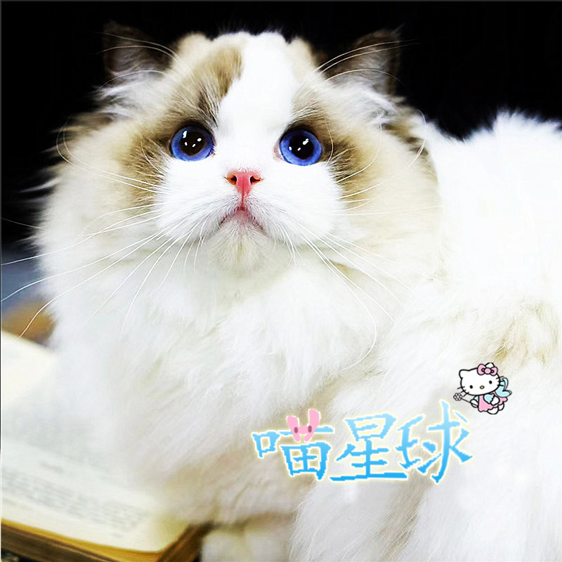 海豹双色布偶猫幼猫宠物猫活体纯种蓝眼猫咪活物长毛猫仙女猫幼崽