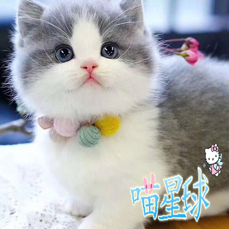 曼基康矮脚猫幼崽英国短毛蓝白宠物猫活物美短纯种拿破仑短腿猫咪