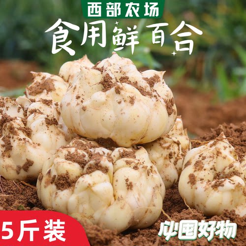新鲜百合食用特级2025当季现挖