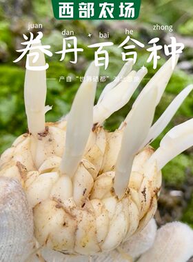 卷丹百合种球湖北恩施基地直发正宗卷丹百合花种龙山宜兴百合种球
