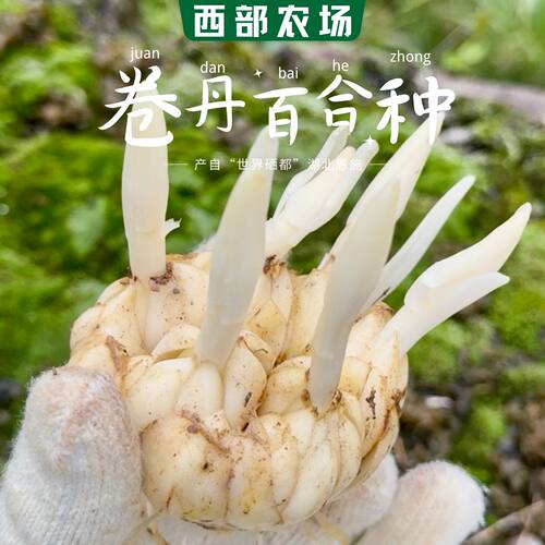 食用百合种球正宗卷丹百合种子龙山宜兴百合种球可开花可食药两用