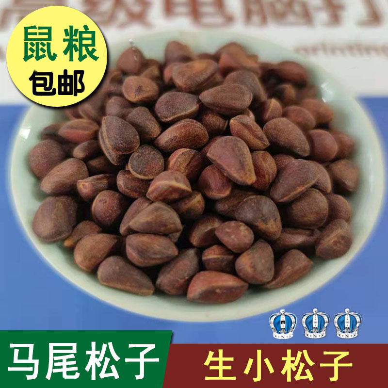 马尾松子松鼠零食生小松子偃松