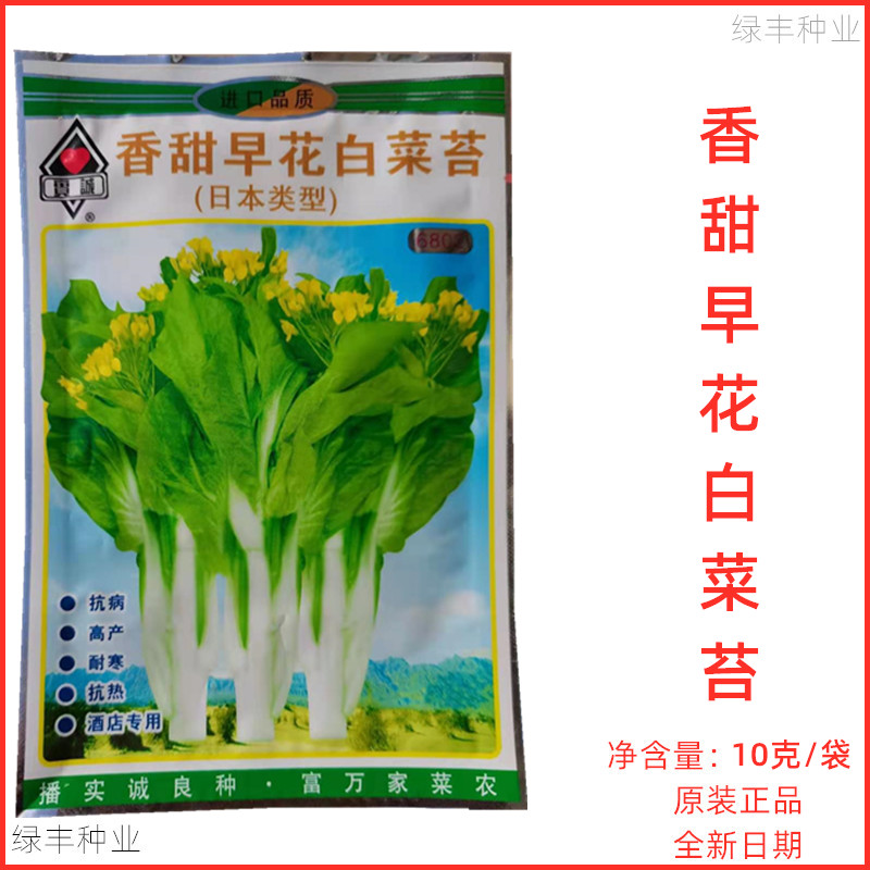 实诚早花白菜苔种子原装正品