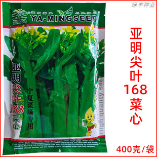 亚明 尖叶168菜心种子基地专用绿明星油青甜菜心春夏秋季蔬菜种孑