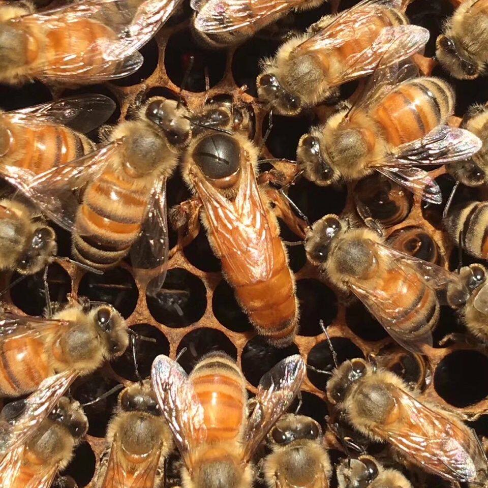 意蜂蜂王意蜂新开产王蜜浆种王意蜂产卵王产子王金喀蜜型高产王
