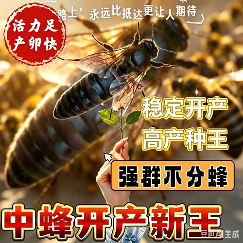 【四川蜂王】优质中蜂蜂王蜜蜂产卵蜂王中华开产新王本地土蜂蜂王