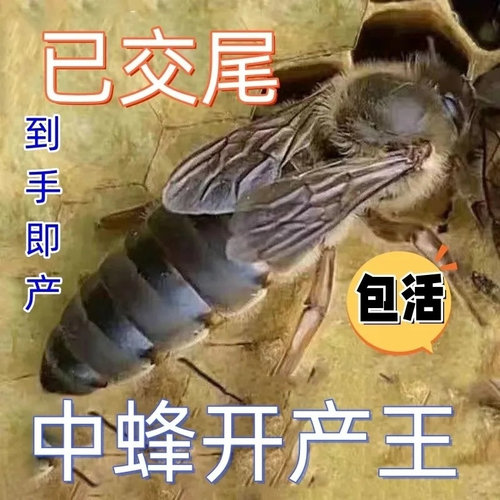 中蜂蜂王开产王优质高产种王蜜蜂蜂王高产土蜂阿坝伏牛产卵新王