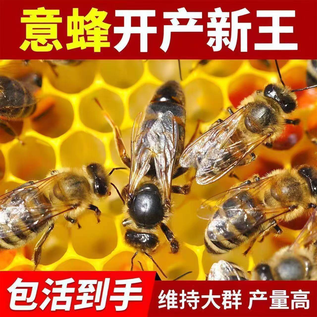 【包活到手】意蜂蜂王开产王金喀种种王交尾美意东北黑蜂新王产子
