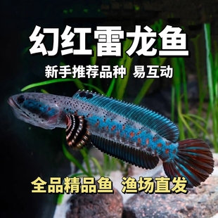 幻红雷龙鱼幻彩红宝石雷龙鱼活体新手互动好养中型雷龙鱼苗印尼鱼