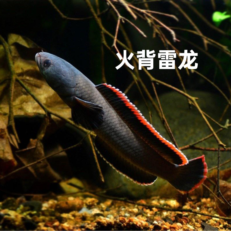 火背雷龙鱼幼苗黄金眼镜蛇头鱼彩虹奶茶七彩鬼王巴卡蓝宝石雷龙鱼