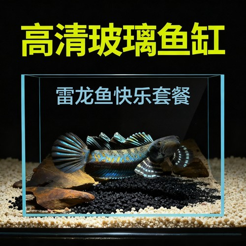 雷龙鱼桌面鱼缸超清开放式斗鱼