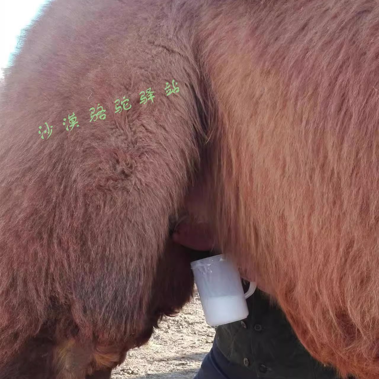 草原放养骆驼营养健康